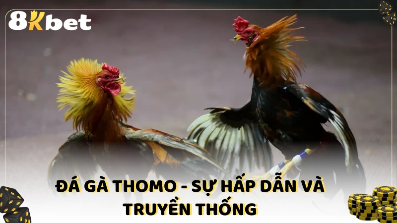 Đá gà Thomo - Sự hấp dẫn và truyền thống