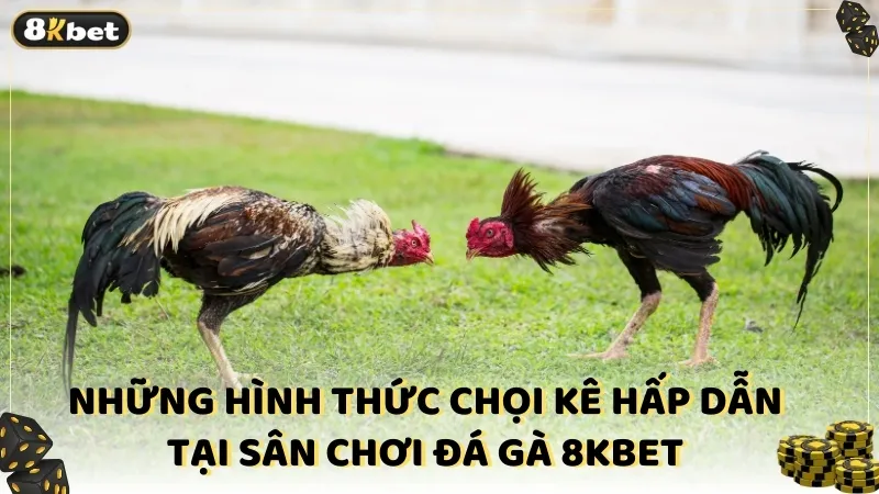 Những hình thức chọi kê hấp dẫn tại sân chơi đá gà 8KBET